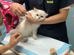 -关爱动物医院·心脏·中兽医·异宠(金牛路分院)