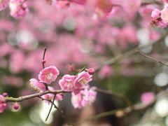 -桐乡凤凰湖