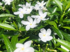 -东莞植物园