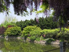 -嘉定紫藤园