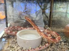 -青石桥花鸟鱼虫市场(叠翠城店)