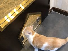 -宠爱国际动物医院·消化内科·心肾内科·ISFM猫友好(望京店)