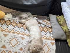 -纳吉亚猫专科动物诊疗中心(蒋宅口分院)