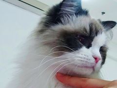 -鼓捣猫呢主题猫咖店