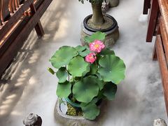 -三只耳火锅(宽窄巷子店)