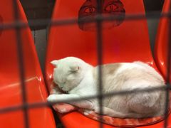 -猫咪博物馆(顶澳仔猫街店)