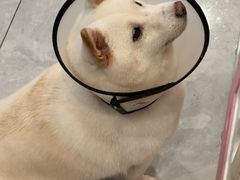 -柴犬小屋·柴餐厅·狗咖食堂(金鼎广场店)