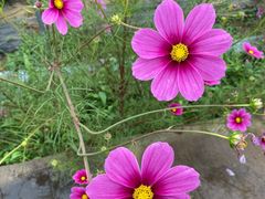 -庞各庄翠芳园西瓜蔬菜基地采摘园