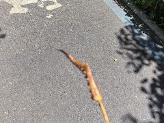 -十里铺铁板鱿鱼