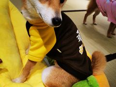 -逗柴咖啡屋·狗咖猫咖宠物桌游