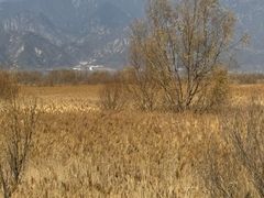 -野鸭湖国家湿地公园