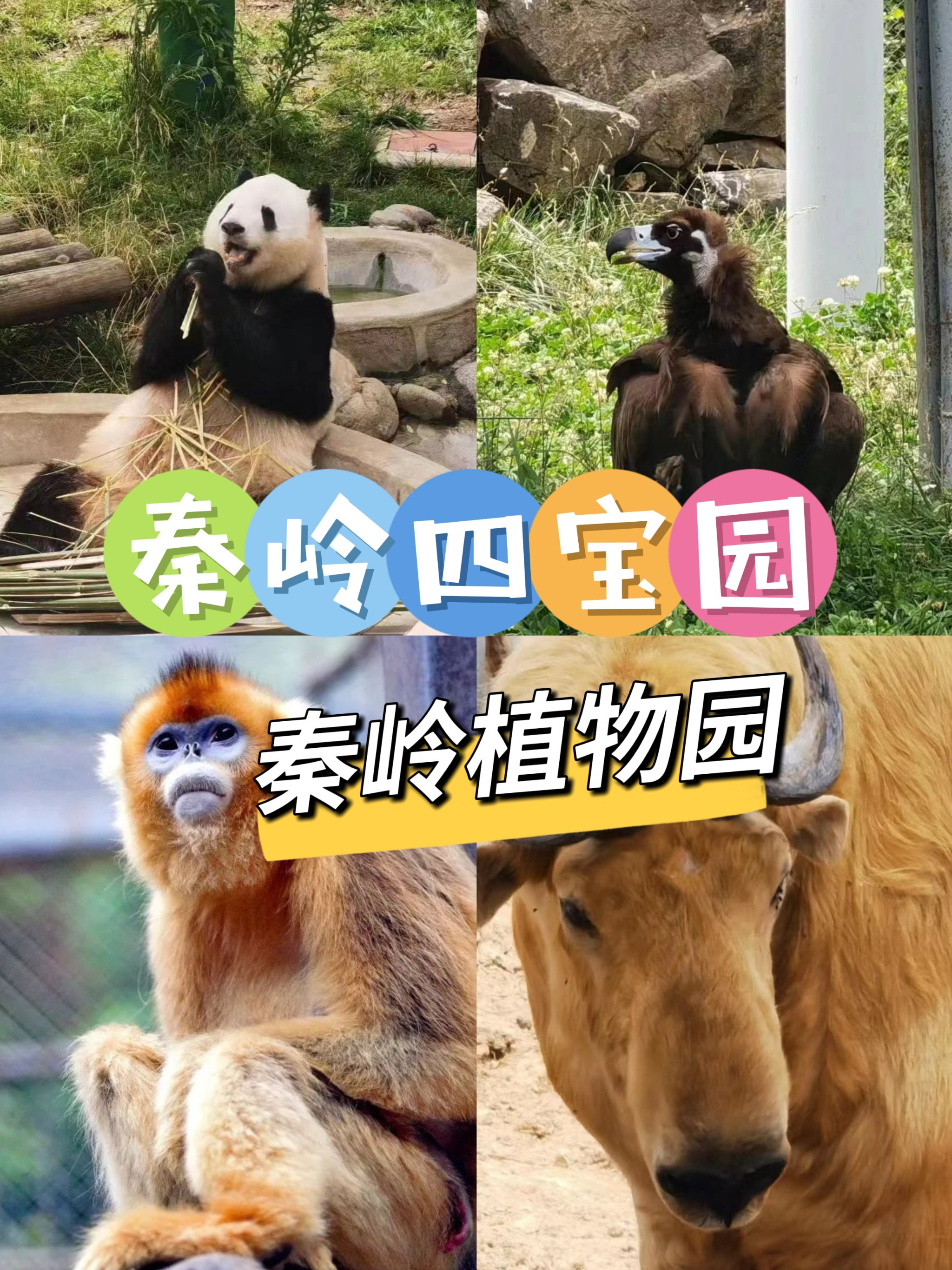 秦岭四宝朱鹮贴纸图片