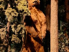 -陕西自然博物馆