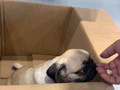 -伟伟宠物医院·CT影像中心·瑞派犬猫综合性门诊(汉口总院)