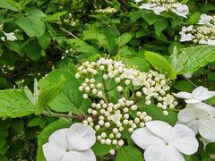 -苏州文庙(姑苏区)