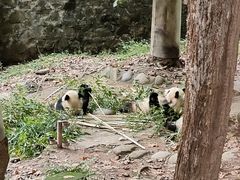 -都江堰中华大熊猫苑