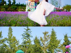 -荷兰花海