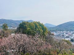 -香雪海