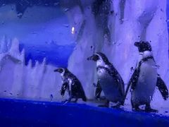 -多彩贵州城极地海洋世界