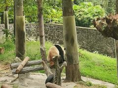 -都江堰中华大熊猫苑