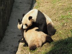 -都江堰中华大熊猫苑