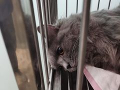 -福懋动物医院·犬猫全科·外科·重症科(杏林分院)