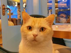 -遇见羊驼·奶狗咖·布偶猫咖·法斗柯基柴犬阿拉斯加(春熙路太古里IFS店)