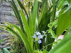 -国家植物园南园