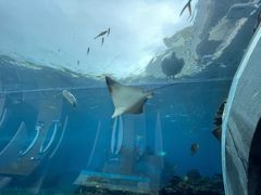 -涛·海底餐厅·美人鱼·自助餐·海底隧道(三亚海棠湾洲际度假酒店)