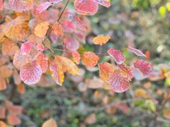 -北京西山国家森林公园