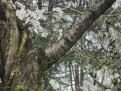 -武汉大学-樱园