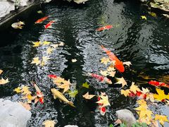 -鲤院·新中式美学·庭院餐厅(夫子庙店)