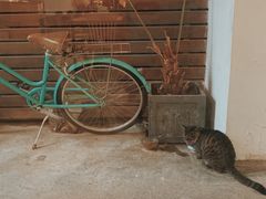 -猫里有甜