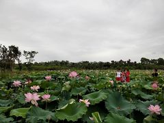 -武汉紫薇都市田园