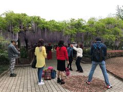 -嘉定紫藤园
