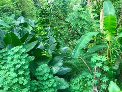 -武吉知马自然保护区