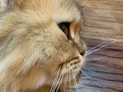-松果猫咖(桐乡吾悦金街店)