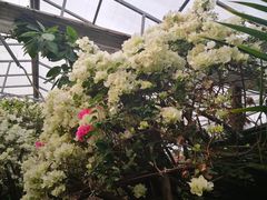 -呀路古热带植物园
