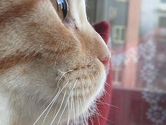 -猫和宫(六道口店)