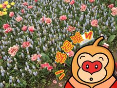 -上海鲜花港