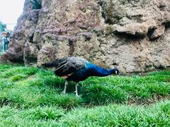 -西霞口神雕山野生动物世界