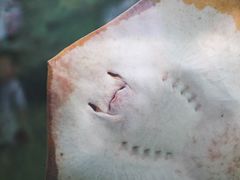 -珠海长隆海洋王国
