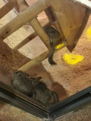 -酷嗒动物文化乐园(cutezoo西溪乐天城店)