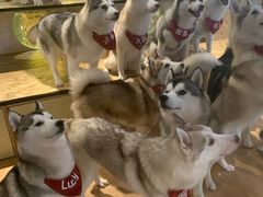-Husky Go! 哈士奇体验馆·宠物咖啡厅狗咖