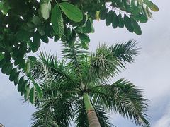 -澳门威尼斯人综合度假区