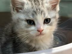 -BABIT巴比特宠物(MOMOPARK店)