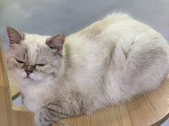 -Heymao猫咖.咖啡厅(东门店)