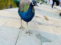 -西双版纳原始森林公园