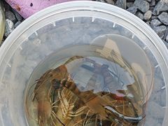 -DGE季风钓虾营地·团建·聚会