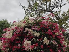 -东莞植物园
